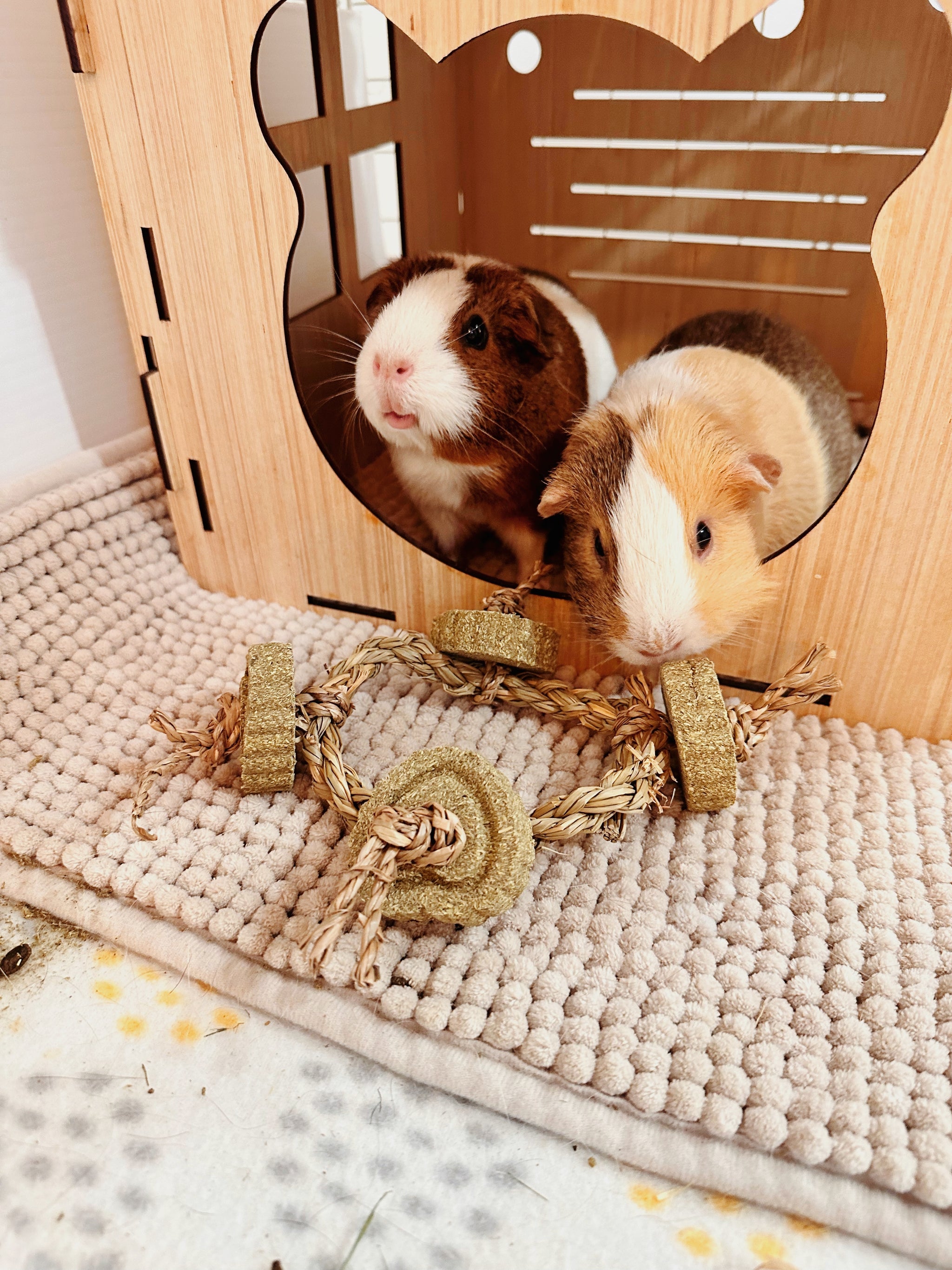 Guinea pig corner house best sale