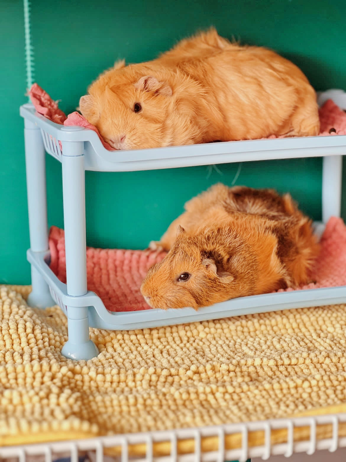 How to Make a Guinea Pig Bunk Bed: Easy DIY Guide for Cozy Pets