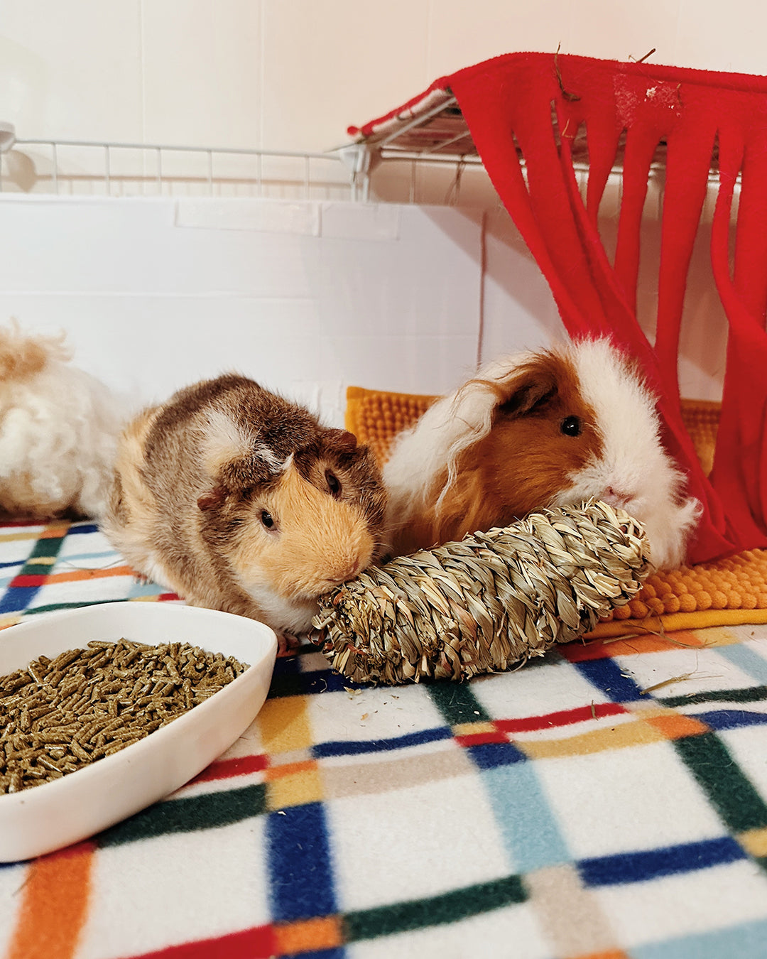 Guinea pig shop near me hotsell