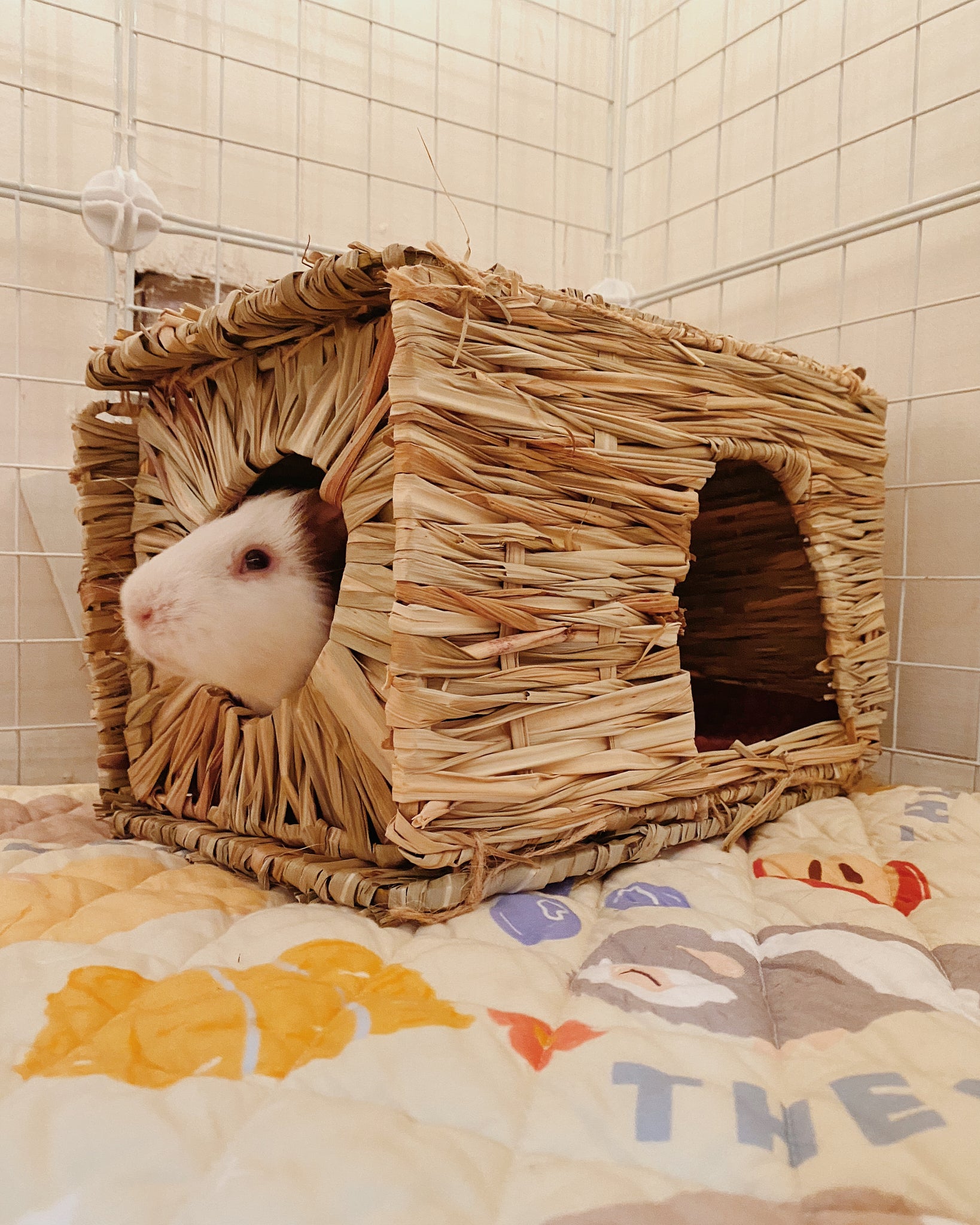 Hay Houses The Pig Room