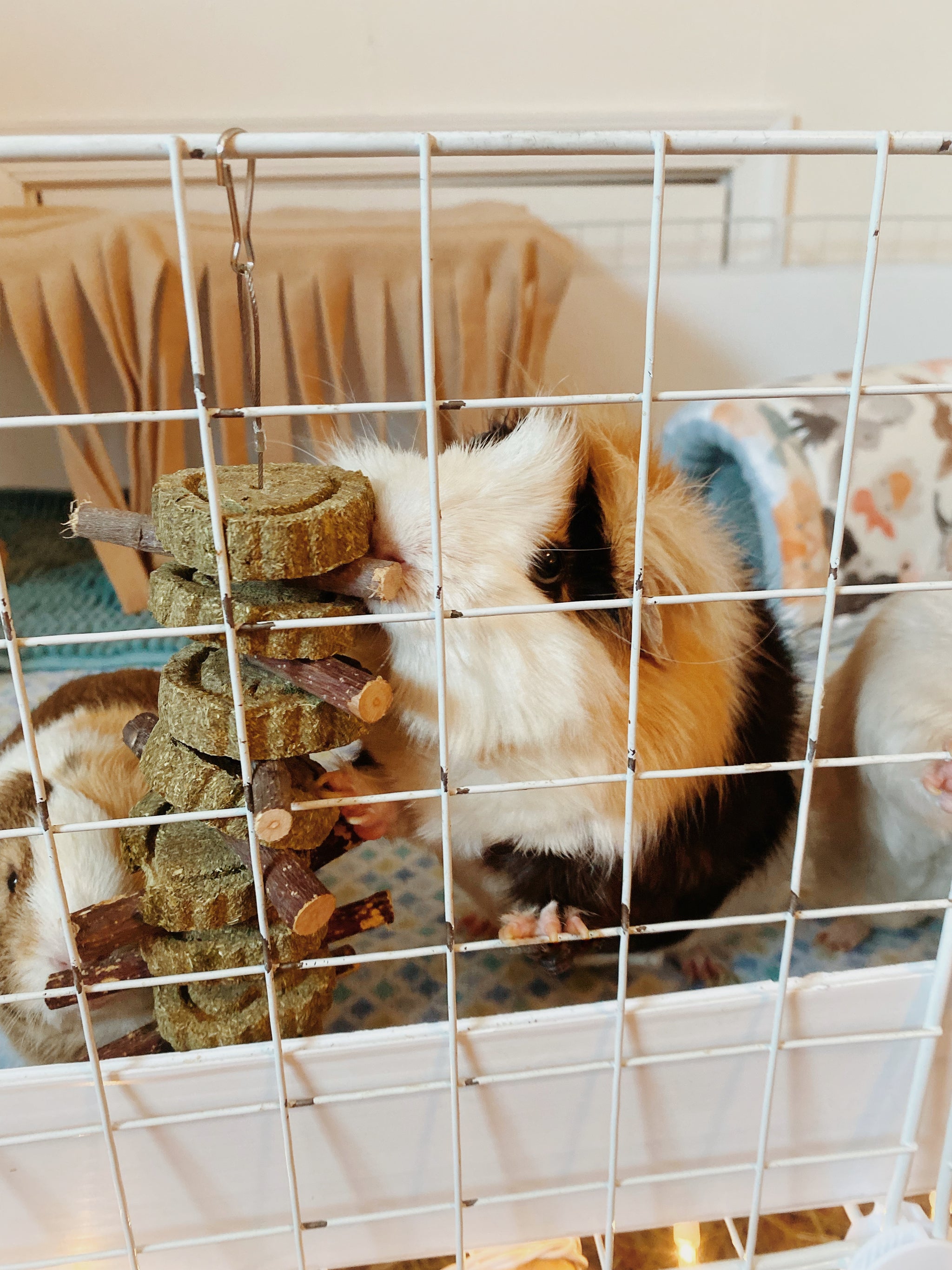 Timothy Kabobs – The Pig Room